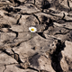 Illustration for article titled 7 Great Books That Show How Terrifying an Environmental Apocalypse Could Be